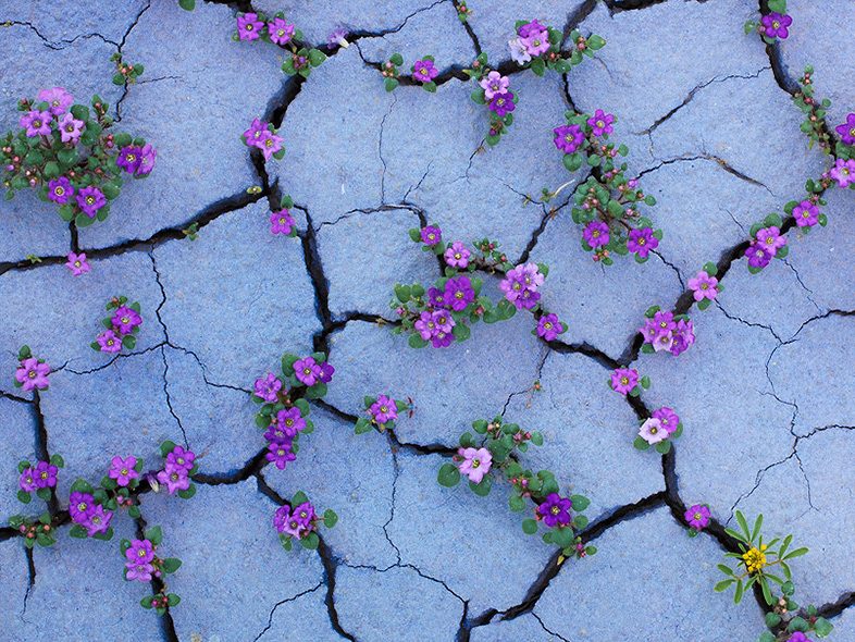 flowers-cracks